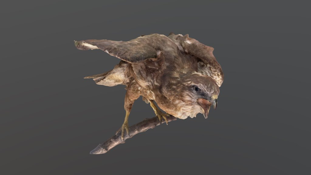 buse variable