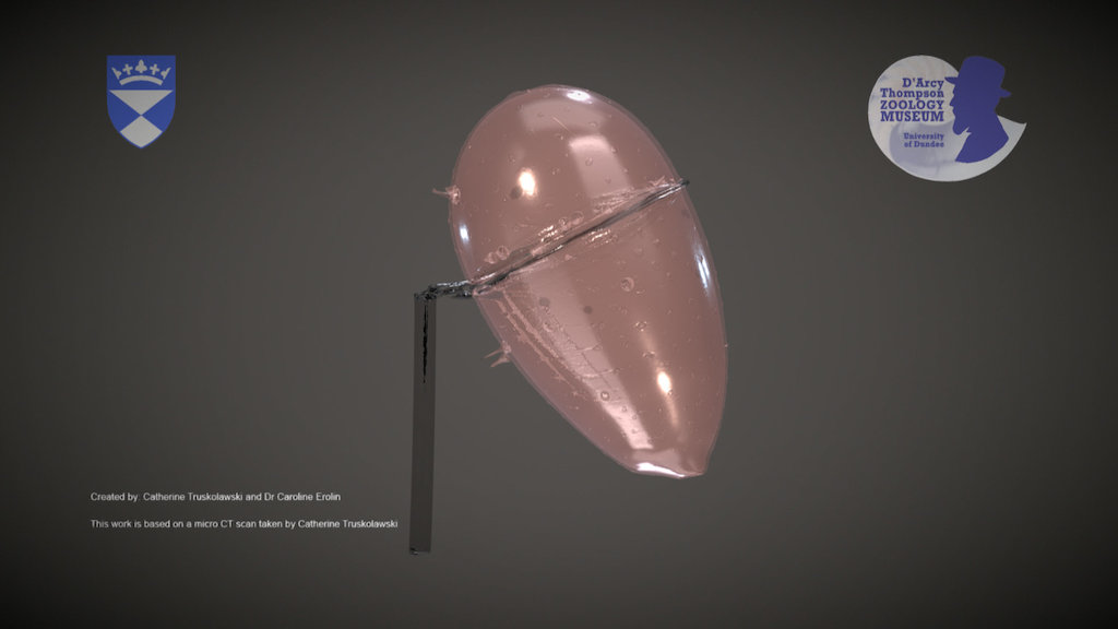 Blaschka Glass Model of a Sea Butterfly Larva