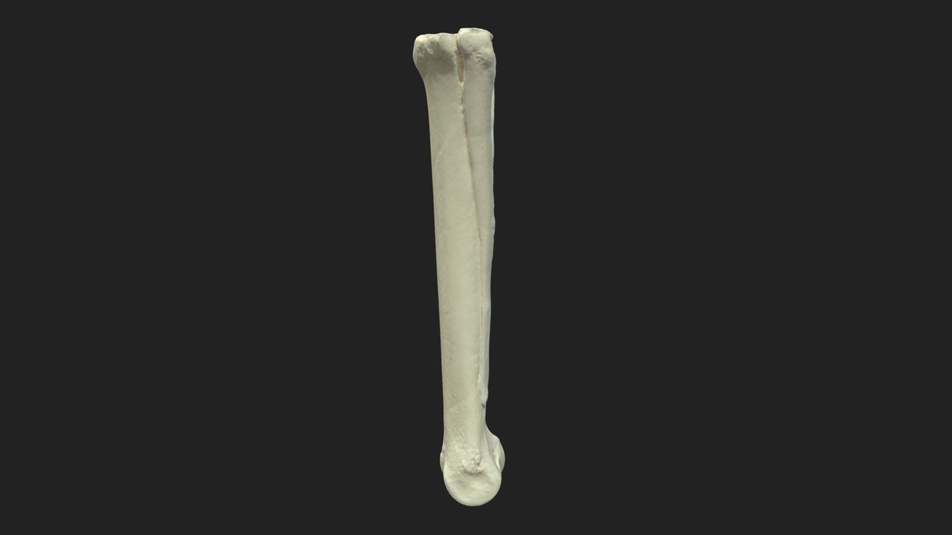 metacarpal bones (ossa metacarpalia) donkey - Download Free 3D model by ...