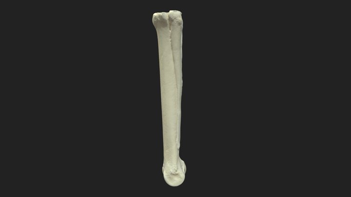 metacarpal bones (ossa metacarpalia) donkey – Modèle 3D gratuit STL