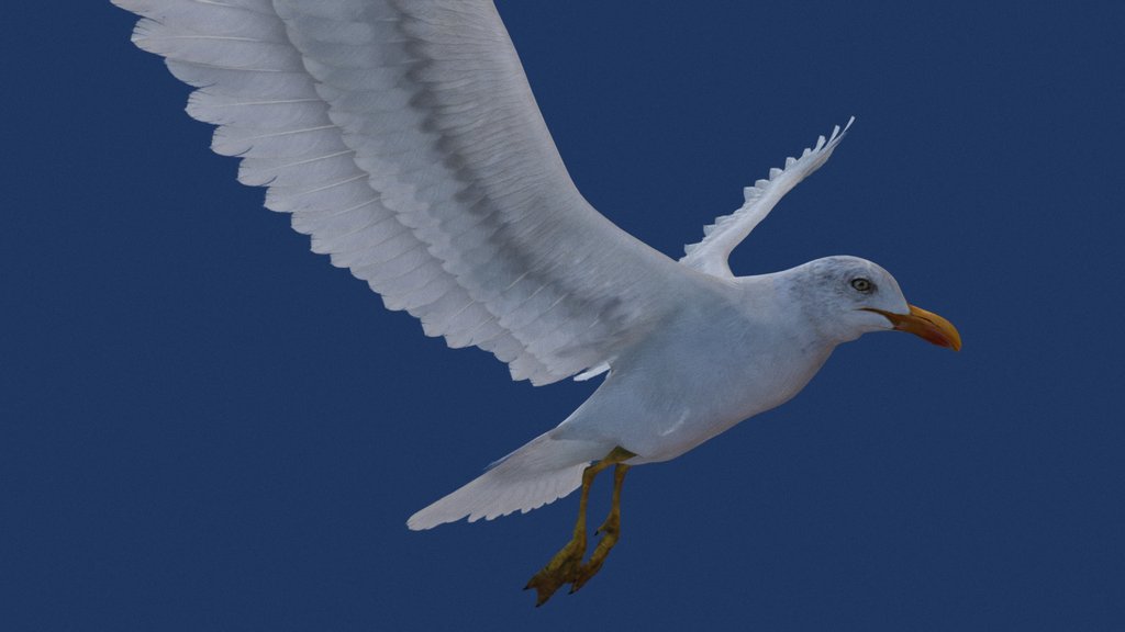 seagul v2
