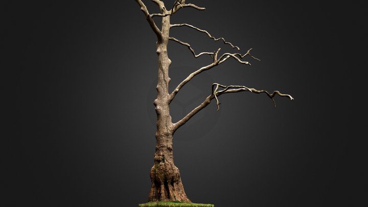 Platanus acerifolia 3D Model