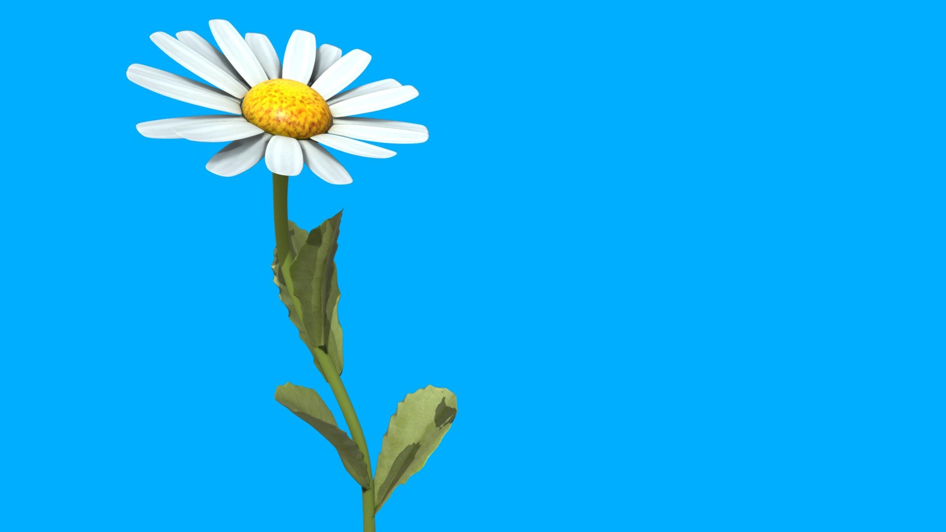 Daisy Flower - Download Free 3D model by Rukh3D [5c5f55c] - Sketchfab