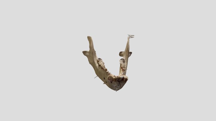 ツキノワグマ下顎 – Gratis 3D-model STL
