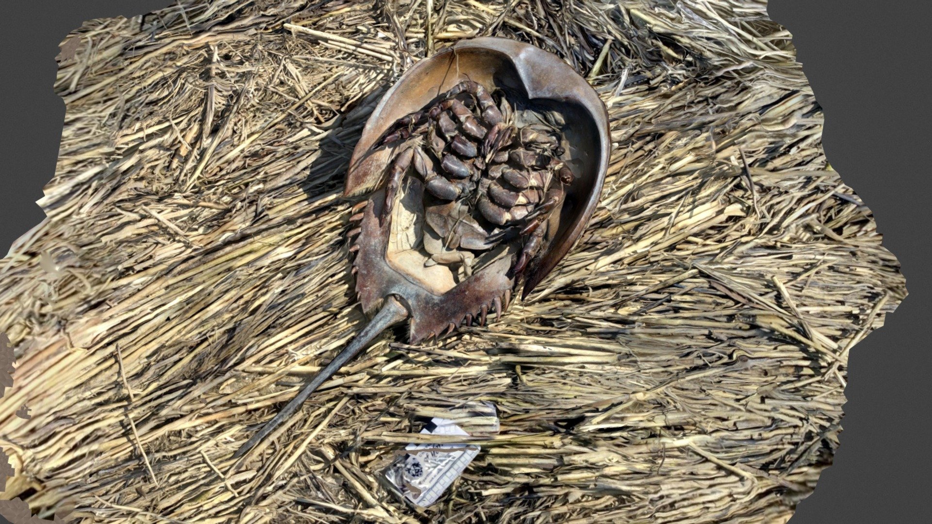 Horseshoe crab, ventral
