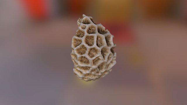 Coralmodel01 3D Model