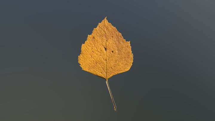Birch leaf