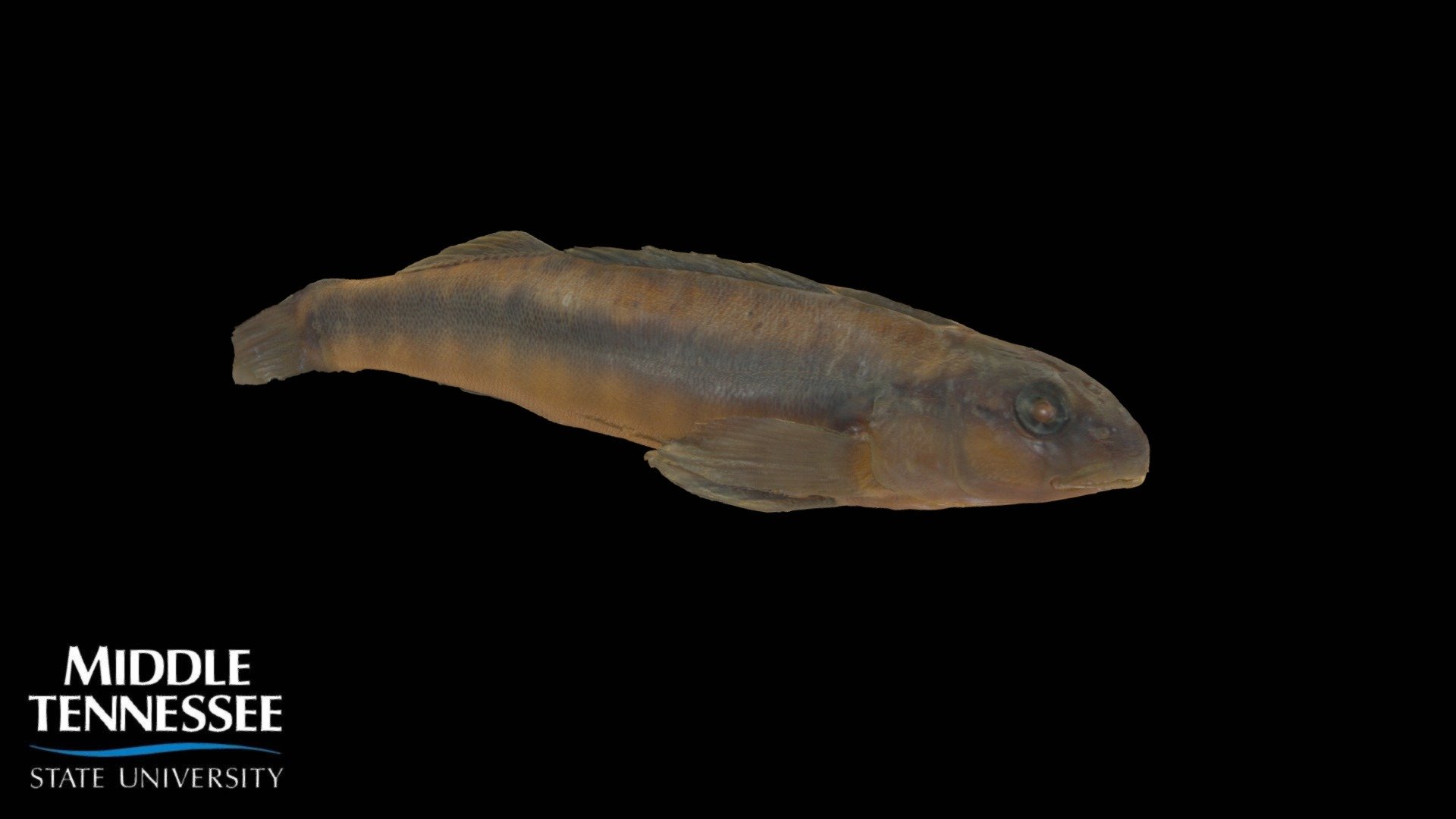 Tangerine Darter Percina aurantiaca Download Free 3D model by