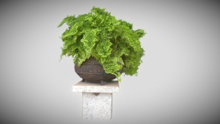 Plant in Iron Vase 3D Model