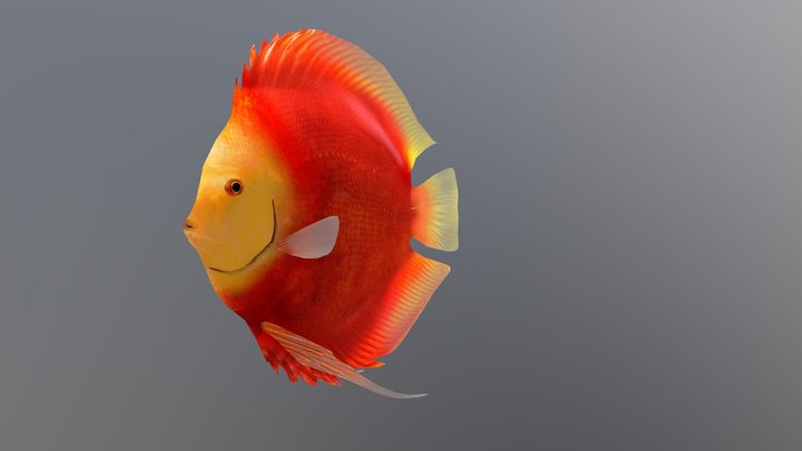 Discusfish 3D models - Sketchfab