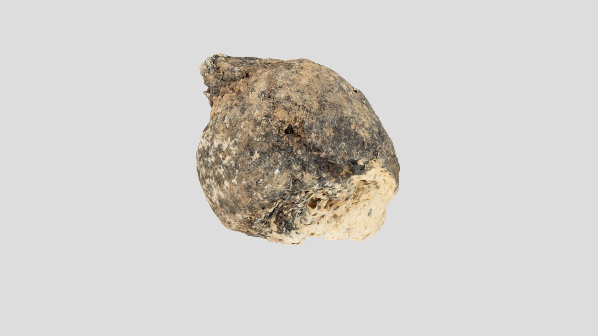 Neolithic dog coprolite - 3D model by SMA-UniGe [5c70eee] - Sketchfab