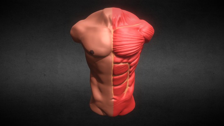 Chest Anatomy 3D Model