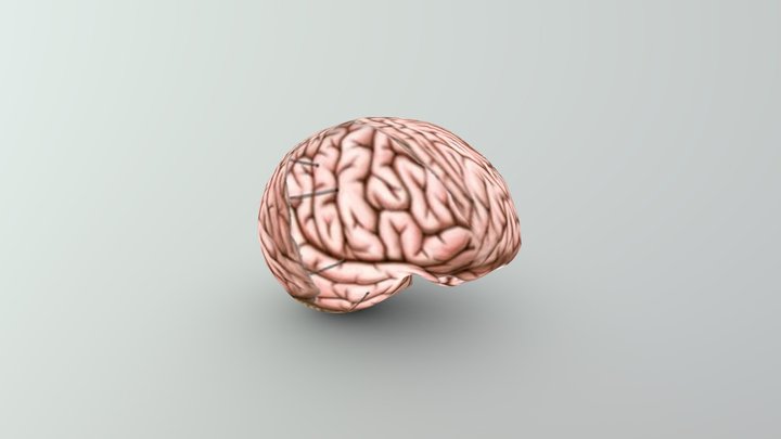 Otak Manusia by Eko_2800 3D Model