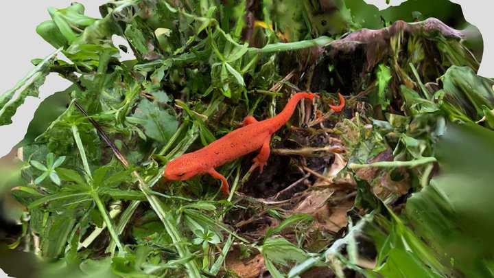 Red Salamander 3D Model