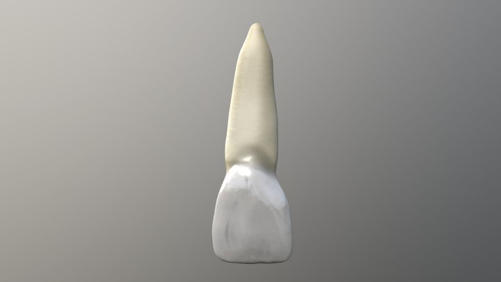 Central Incisor human mouth 3D Model