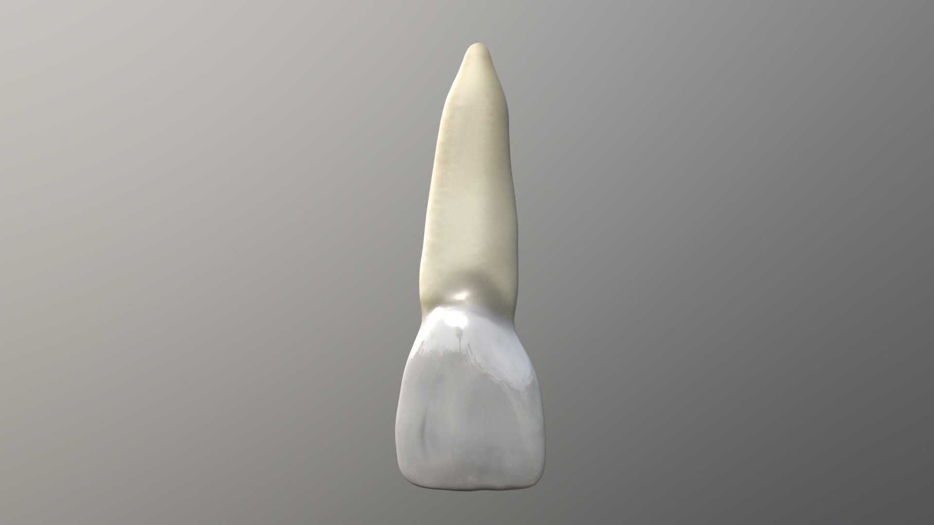 Central Incisor human mouth - 3D model by 3dentista [5c7831d] - Sketchfab