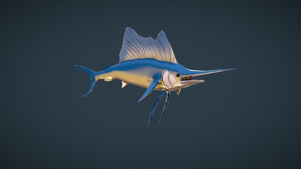 Sailfish
