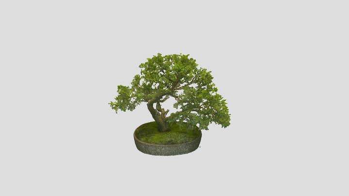 Bonsai_ Tree_5 – Free 3D Model STL