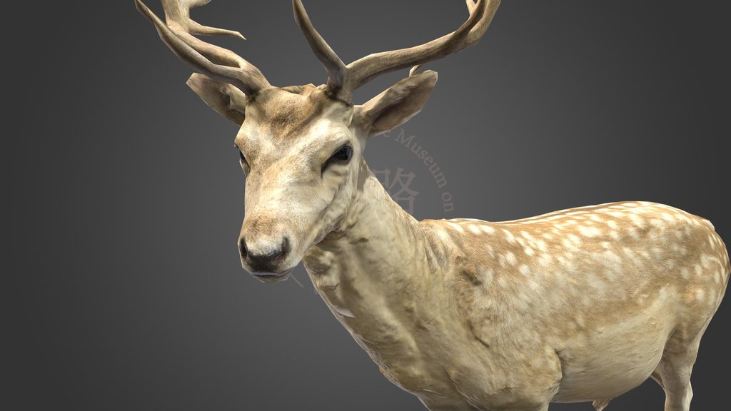 NSMT-M32070_Fallow Deer_ダマジカ_Taxidermy