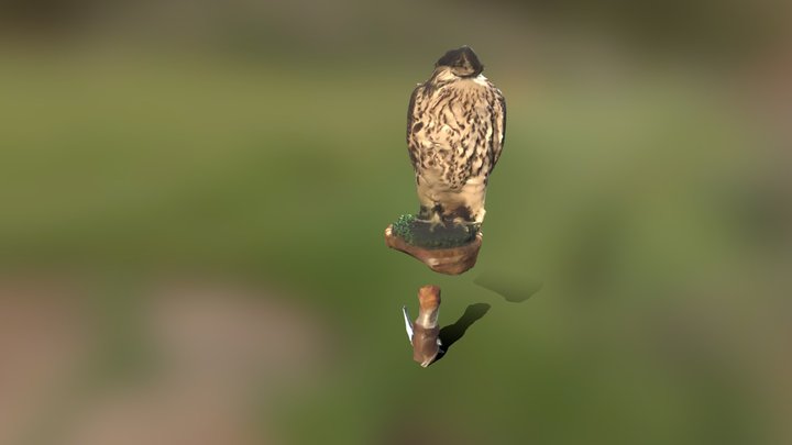 This is my falcon, Levin. 3D Model