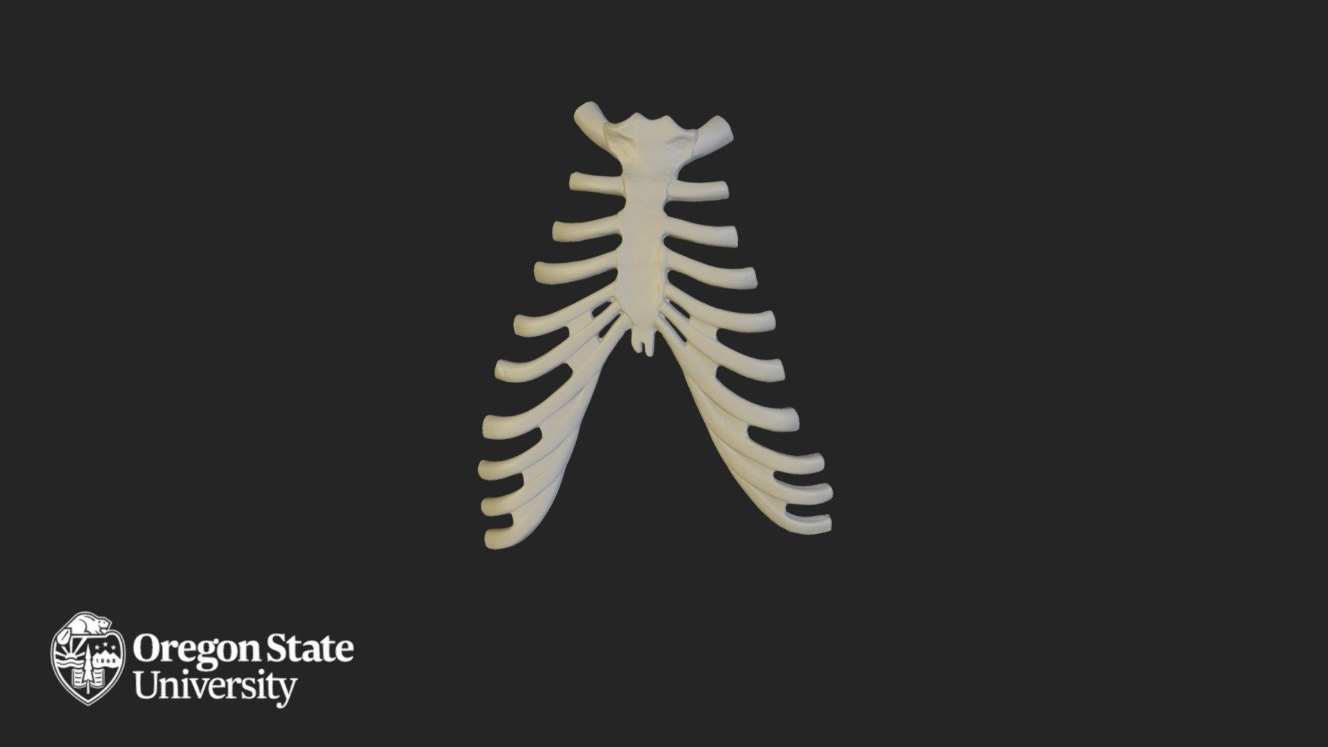 Sternum