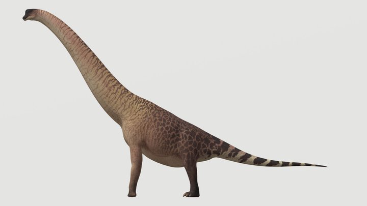 Accurate Brachiosaurus altithorax 3D Model