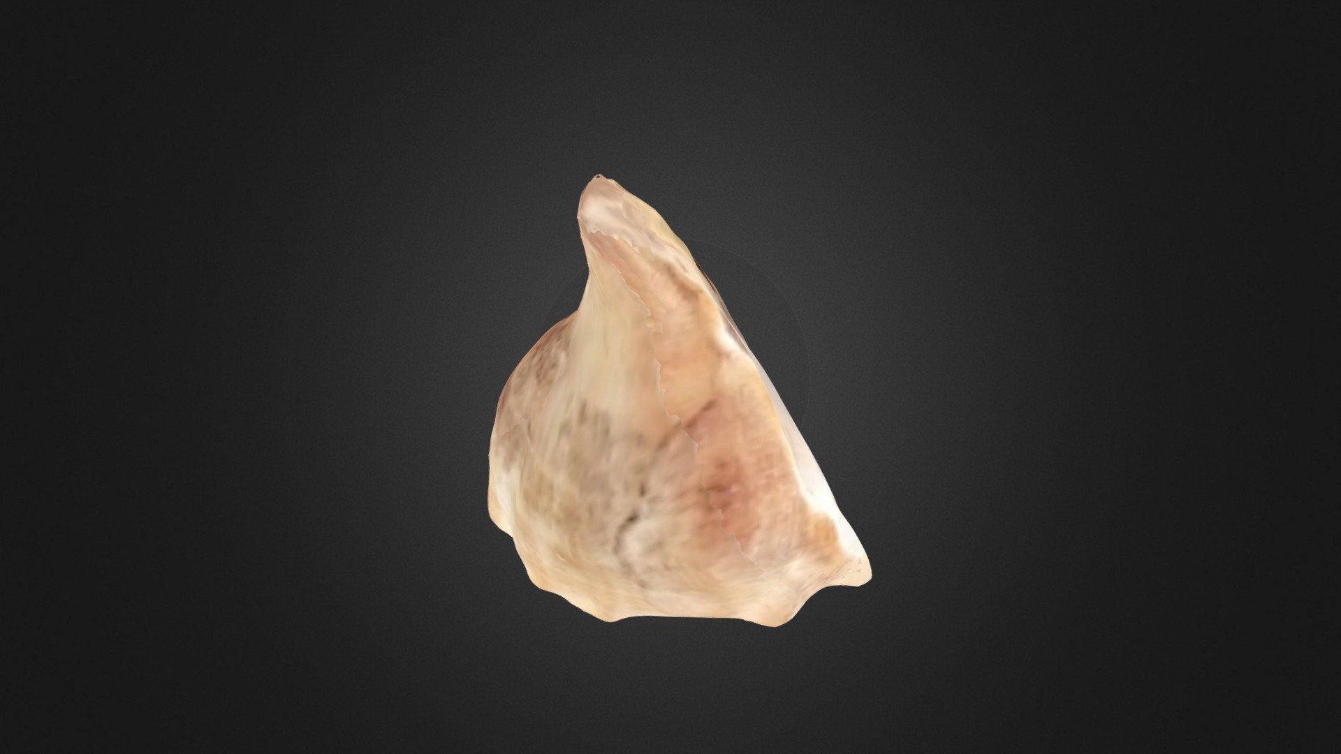 Rapana rapiformis (Born, 1778) Ốc xương Rapi - 3D model by 3D ...
