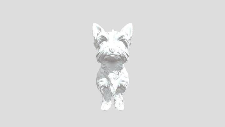 Yorkie Pup