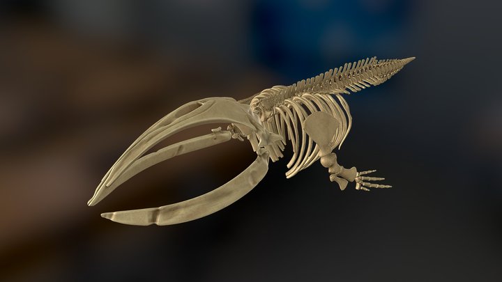 Skeleton - North Atlantic Right Whale 3D Model