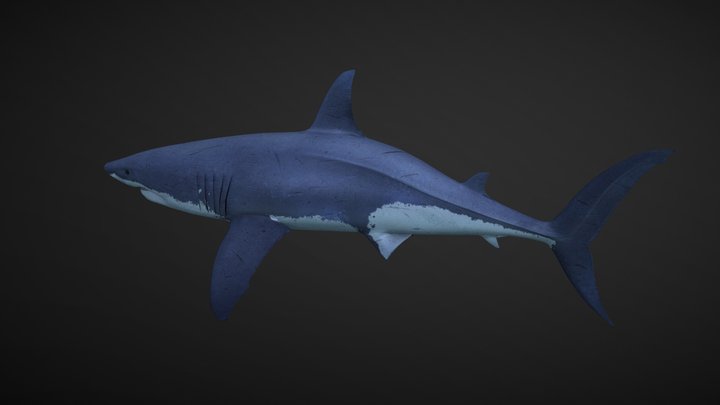 shark 3D Model
