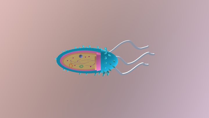Microughs Salmonellatyphimurium JGM,FMF,ERD 3D Model
