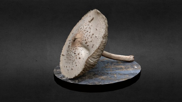 Mushroom – Gratis 3D-model STL
