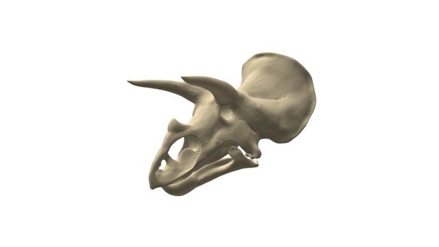 Triceratops test 3D Model