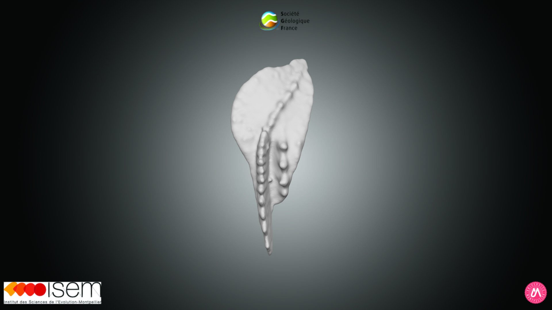 Conodonte - Siphonodella leiosa