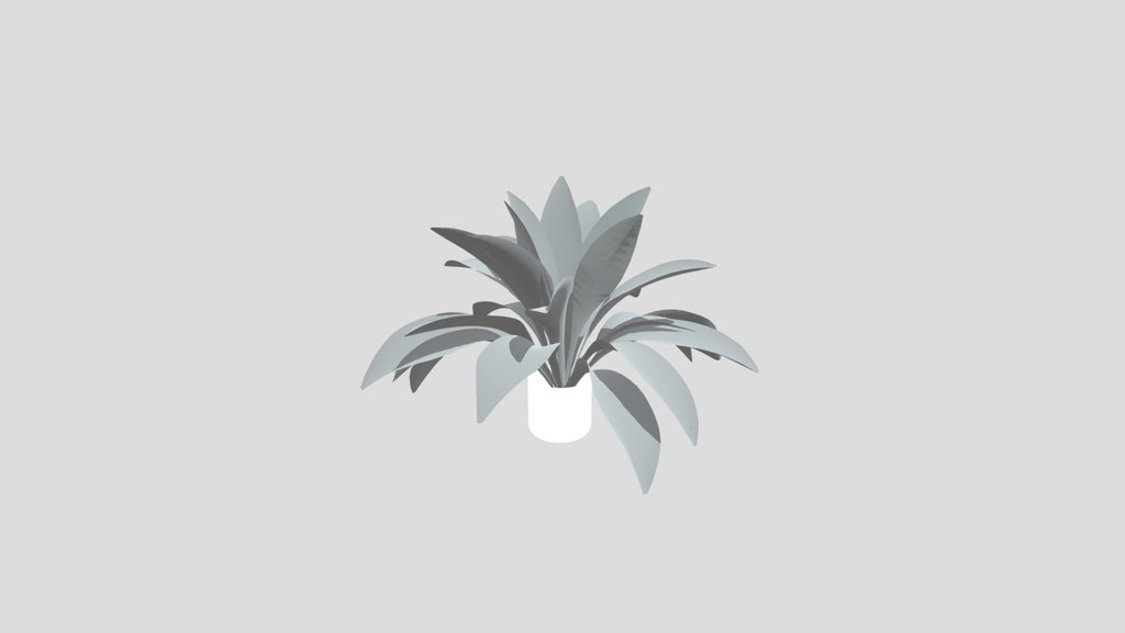 Haran Iron Plant Med Potted