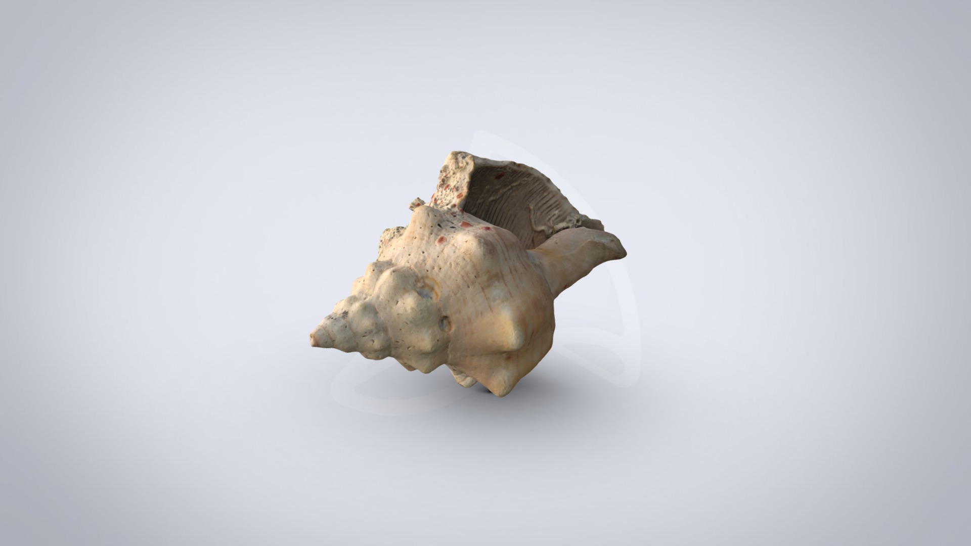 3D model Seashell - This is a 3D model of the Seashell. The 3D model is about a turtle flying in the air.