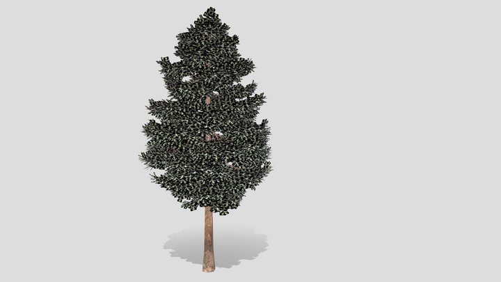 Pine Tree 3D Model