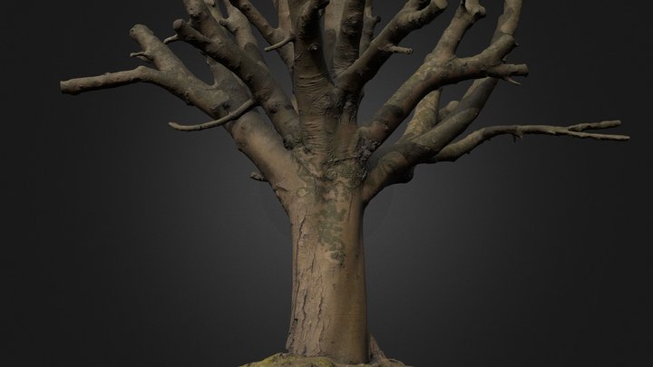Aesculus hippocastanum 3D Model