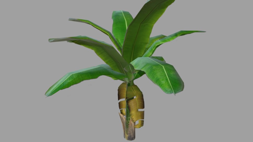 Banana Tree - 3D model by havis [5c9fb69] - Sketchfab