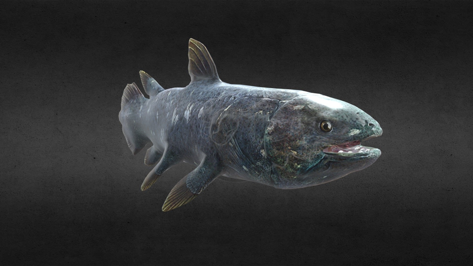 Coelacanth Fish for GRI