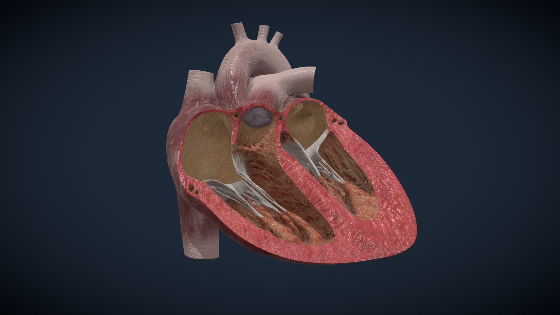 Heart - 3D model by geofront [5ca3a4d] - Sketchfab