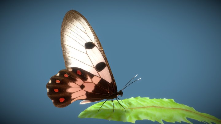 Animated Butterfly pack (10 wing colors) 3D Model