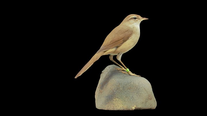 Korean bush warbler Bird 3D Model