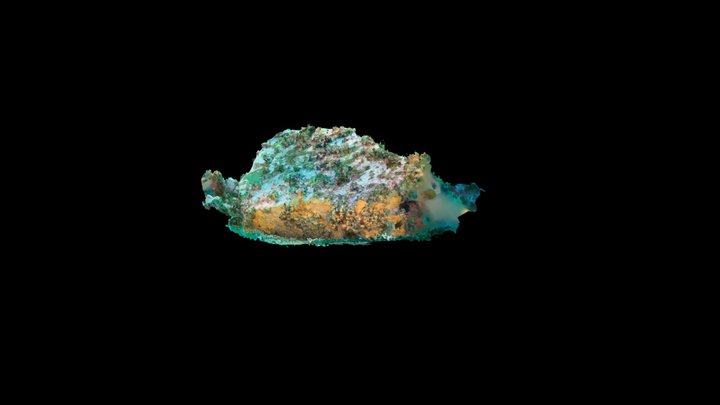 Arctic circalittoral rock, Spitsbergen 78°N [v1] 3D Model