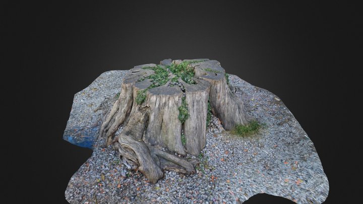 Tree trunk 3D Model
