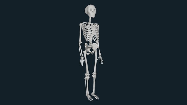 Skeleton 3D Model