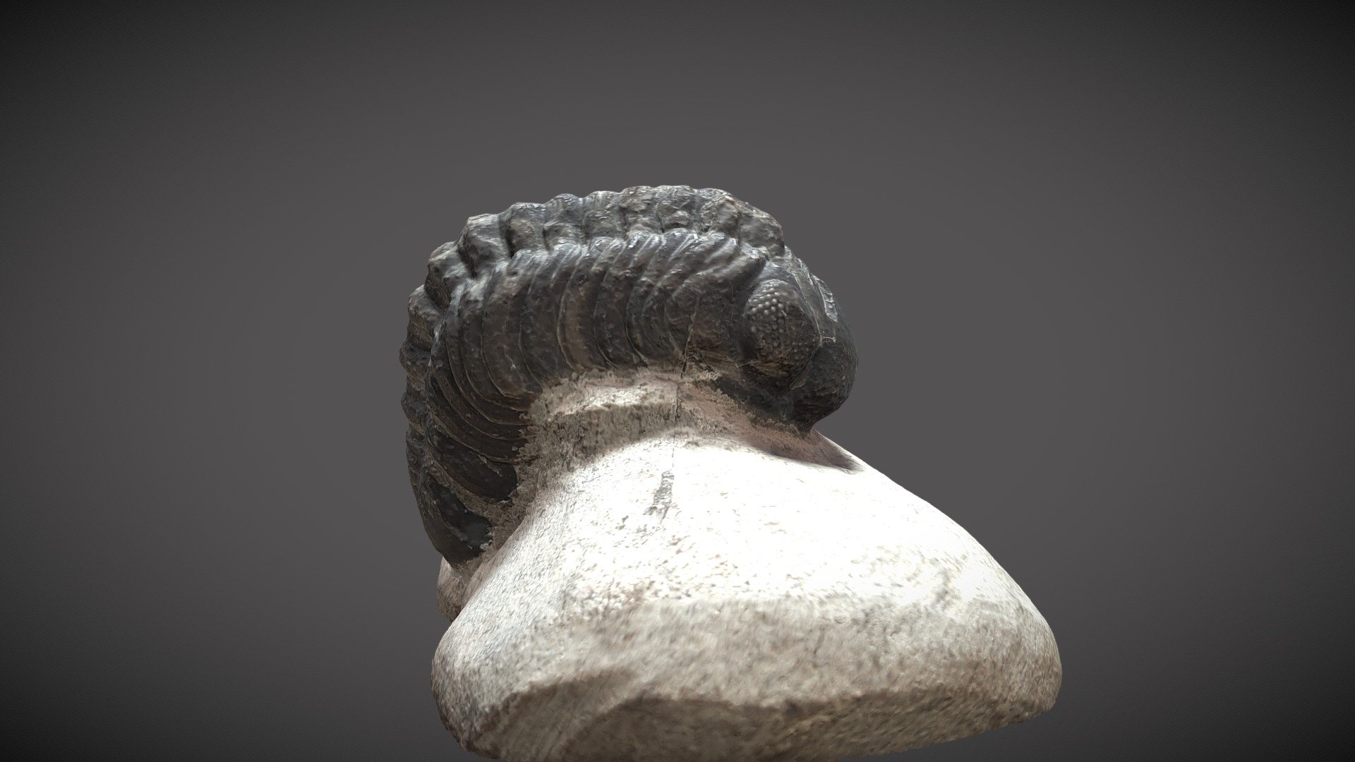 Trilobites phacops - Download Free 3D model by Alberto Guillamón Díaz ...