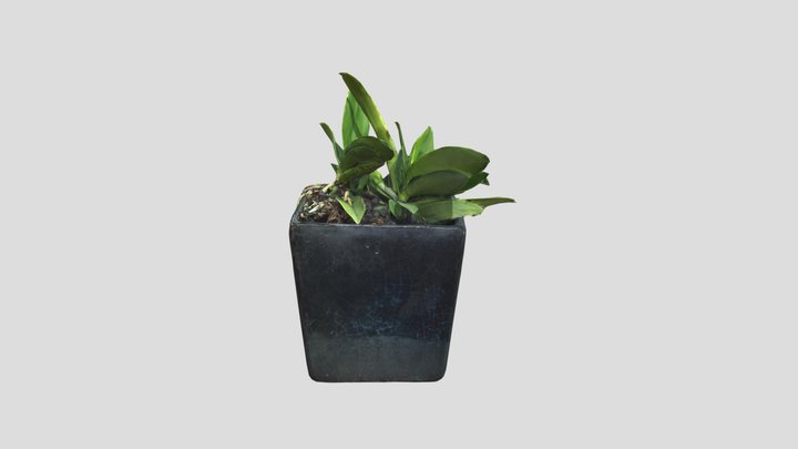 Chậu hoa nhỏ 3D Model