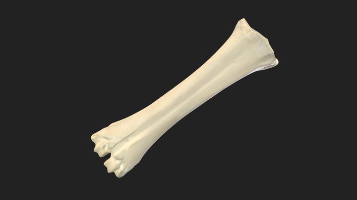 metatarsal bones (ossa metatarsalia) cow – Modèle 3D gratuit STL