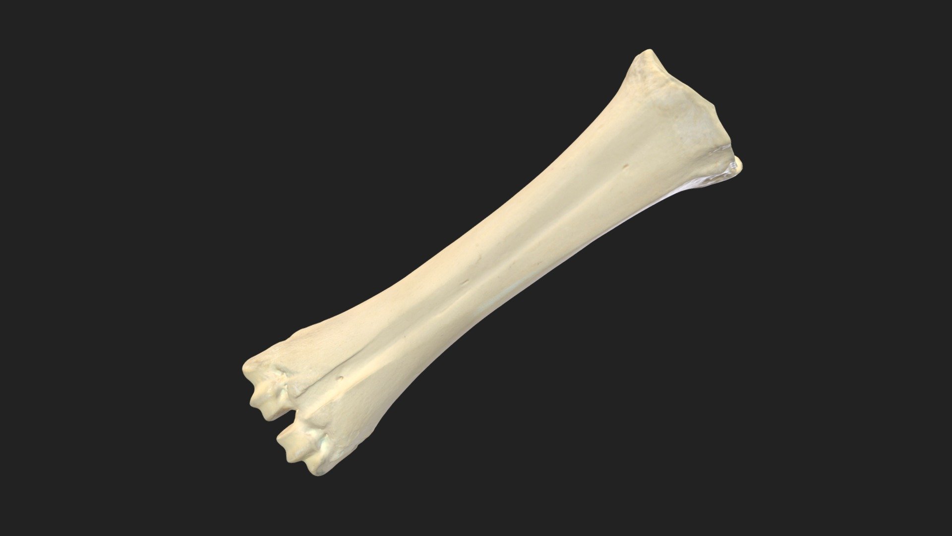 metatarsal bones (ossa metatarsalia) cow Download Free 3D model by